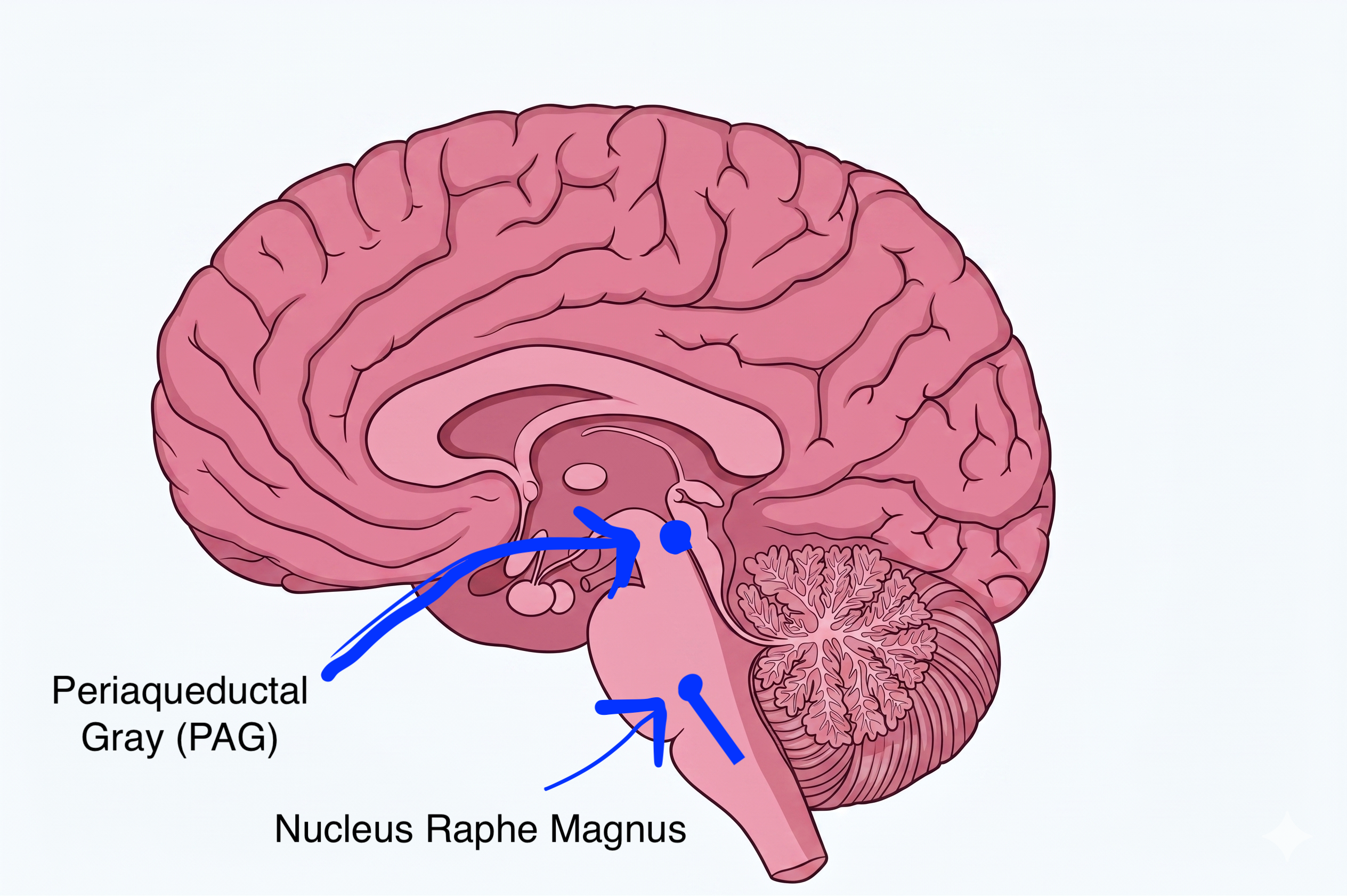 PAG location in brain